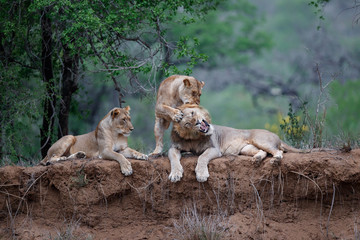 Lion family resting on the dry riverbank of the Mkuze river in Zimanga Game Reserve in Kwa Zulu...