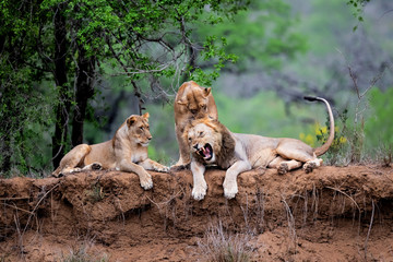 Naklejka premium Lion family resting on the dry riverbank of the Mkuze river in Zimanga Game Reserve in Kwa Zulu Natal in South Africa