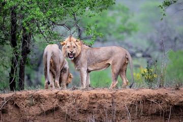 Lion male brotherhood resting on the dry riverbank of the Mkuze river in Zimanga Game Reserve in Kwa Zulu Natal in South Africa