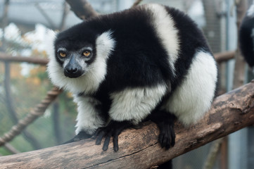 Portrait of black and white lemur on tree branch