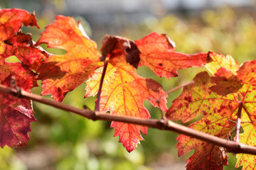 Vineyard red leaves in the autumn
