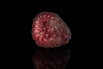 One whole fresh crimson raspberry isolated on black glass