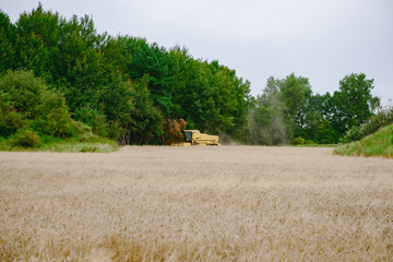 Combine harvesting wheat. Sumemr time. Agriculture background with copy space