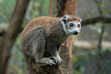 Portrait of maki catta memur on tree branch
