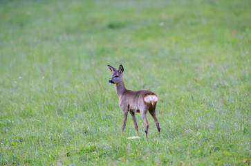 Young doe fawn grazes on a green meadow