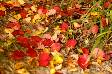 colorful autumn leaves