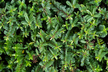 downwards green plants looking