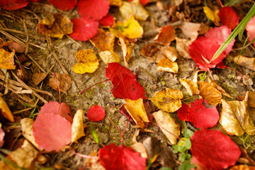 autumn leaves background