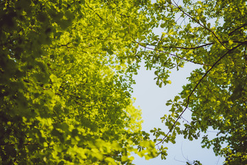 Green leaves growing in on the trees background. Early spring time.