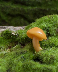 macoro mushroom at the forest edge