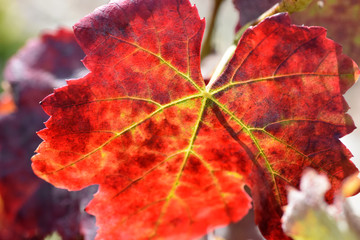 Grape red leaf isolated close-up