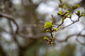 Green leaves growing in the meadow background. Early spring time.