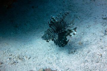 diving red sea