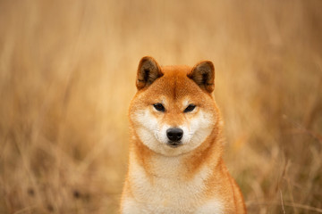 cute red dog breed Shiba inu with tonque hanging out sitting in the field. Beautiful japanese shiba inu female in autumn