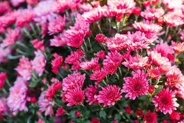 bright beautiful chrysanthemum flowers bloom on a Sunny day in the garden