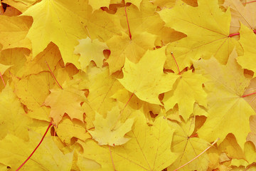 Autumn background of yellow maple leaves.