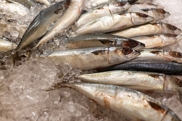 Top view of fresh mackerel or saba on ice for sale in the fish market at Thailand