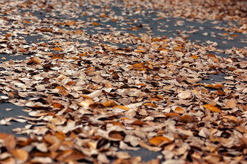 A photo of fallen autumn yellow and orange leaves on gray asphalt road in the city park, abstract background