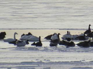flock of birds on frozen lake