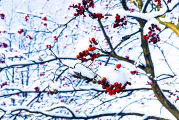 Christmas winter background with blue sky, hawthorn berries