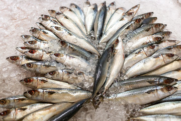 Top view of fresh mackerel or saba on ice for sale in the fish market at Thailand