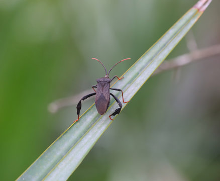 Close view of a beattle walking across a leaf.