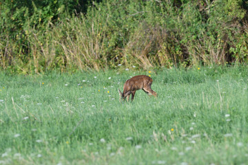 Young doe fawn grazes on a green meadow