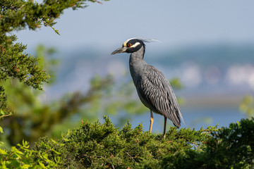 Yellow-crowned Night Heron perched above the rookery.