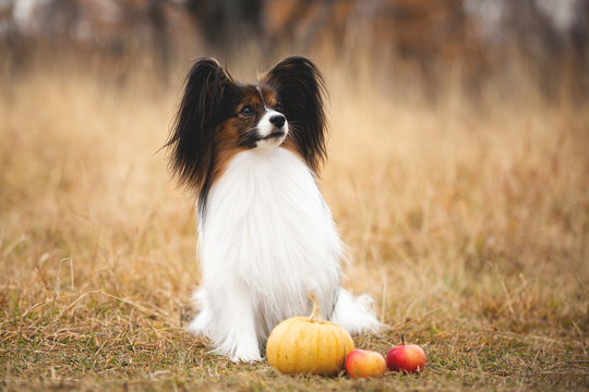 beautiful papillon dog sitting in the field in fall. Gorgeous Continental toy spaniel with pumpkin and apples outdoors