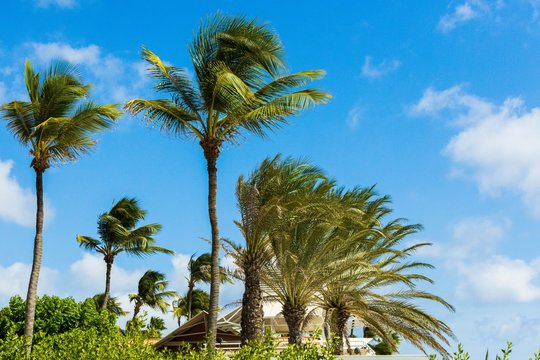 Gorgeous view of green palm trees on  blue sky background. Beautiful nature backgrounds. 