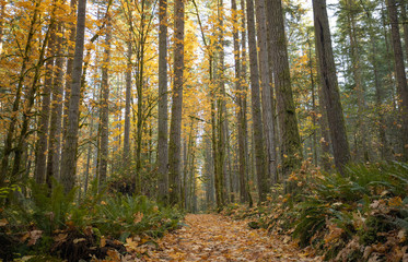 Fototapeta premium Parkowy szlak wśród pięknych jesiennych drzew z opadłymi liśćmi