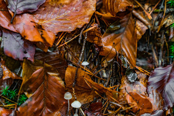 leaves and mushroom