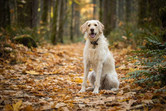 Yellow labrador dog sitting in the forest