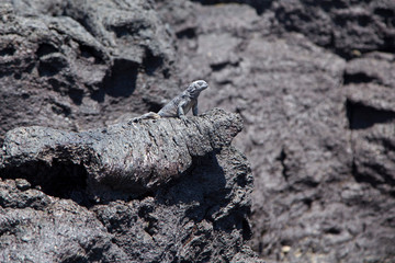 Tiny marine iguana seen lying down on lava rocks with eyes closed sunning itself, Puerto Villamil, Isabela Island, Galapagos, Ecuador