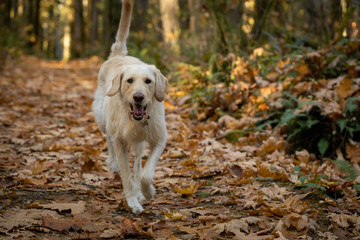 Yellow labrador dog running in the forest