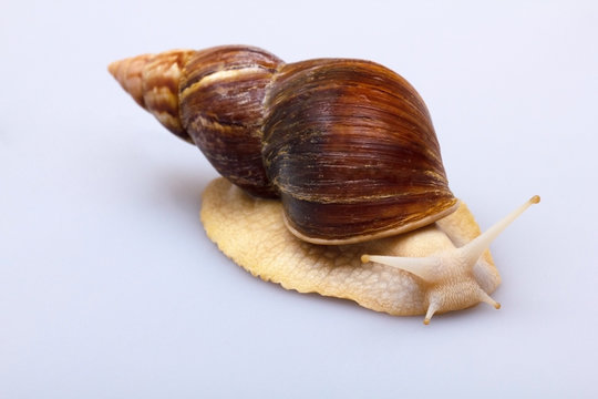 Giant African snail Achatina on white background. Achatina snail close up. Tropical snail Achatina fulica with shell.