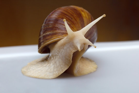 Giant African snail Achatina on white background. Achatina snail close up. Tropical snail Achatina fulica with shell.
