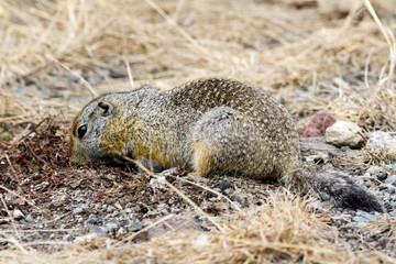 Naklejka na ściany i meble Arctic ground squirrel looking for food in the ground. Kamchatka Peninsula, Russia