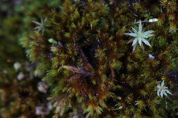 plant closeup