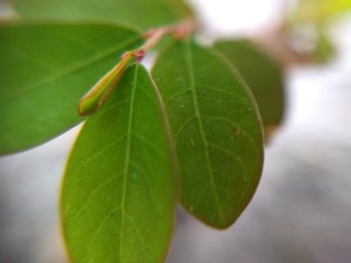 green leaf with drops of water