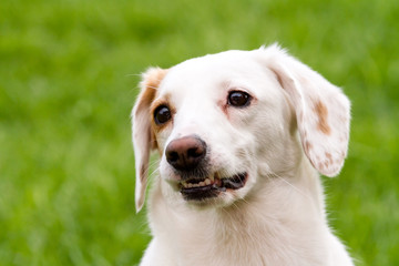 Portrait of white cute non-pedigree dog sitting on the green grass