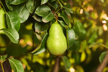 Tasty young healthy organic juicy pears hanging on a branch