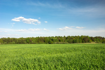 Green field, forest on the horizon and clouds on blue sky
