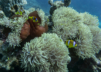 Fototapeta na wymiar Clown Anemonefish, Amphiprion percula, swimming among the tentacles of its anemone home.