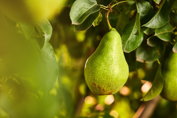 Tasty young healthy organic juicy pears hanging on a branch