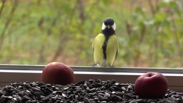 Big tit on the window, looking through the glass at the seeds and apples. 