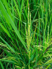 Green rice field in Bali