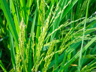 Green rice field in Bali