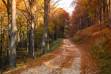 Fototapeta na wymiar through the autumn beech forest