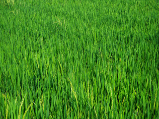 Green rice field in Bali
